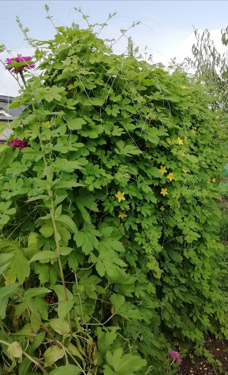 百日草🏵️とゴーヤ🍀の背比べ