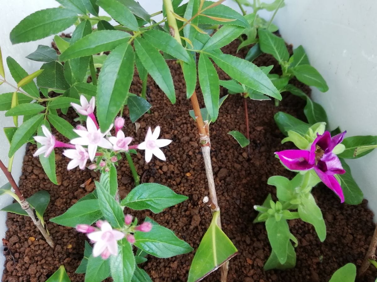 ペンタス⭐とペチュニア❤️の挿し芽に花🏵️🤩🎶