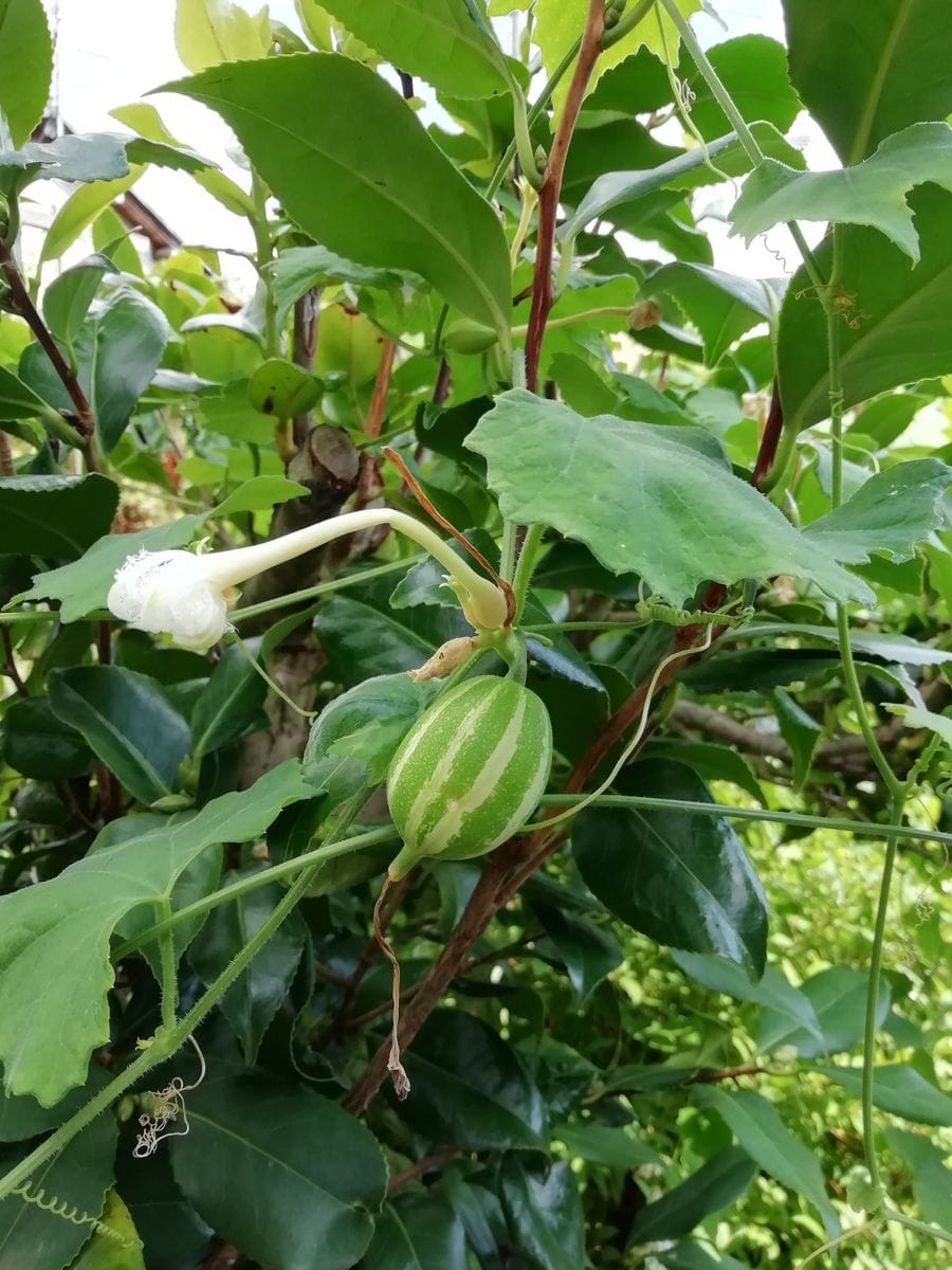 わたしの花ごよみ5