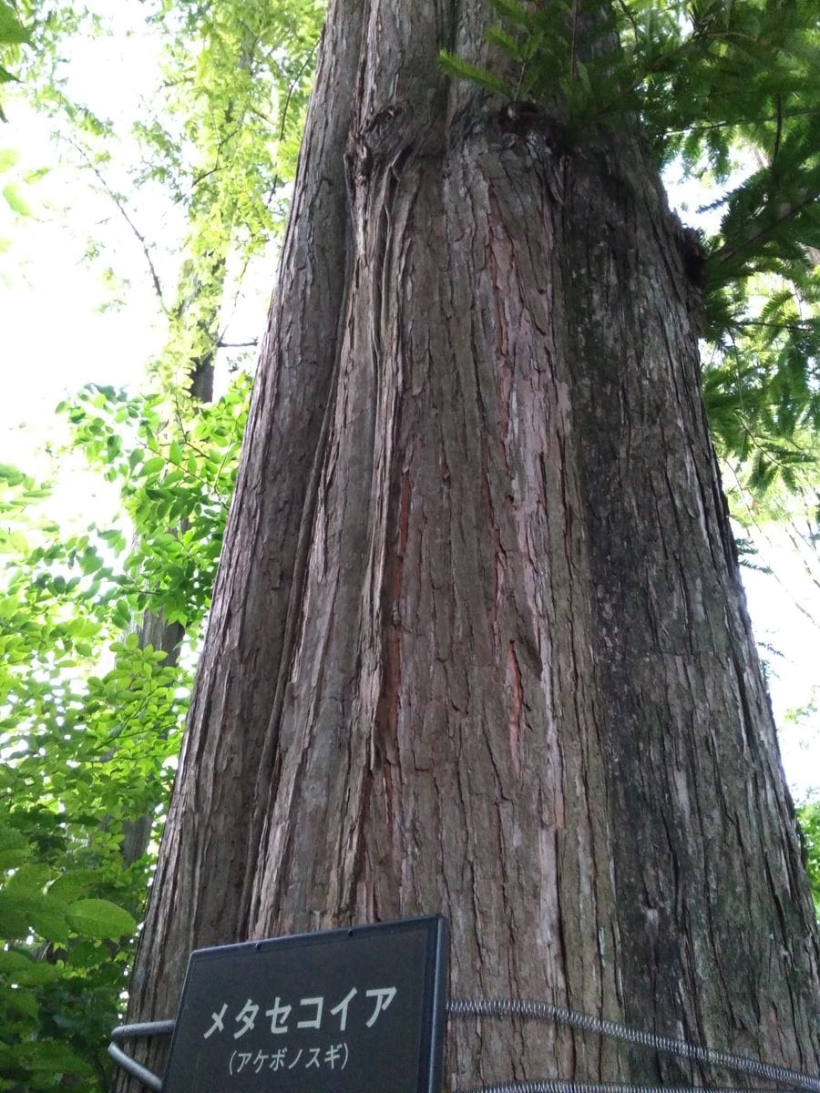 果て〜なき〜セコイアストーリー🌲🌲🌲🌲近すぎて見えなかった、、編