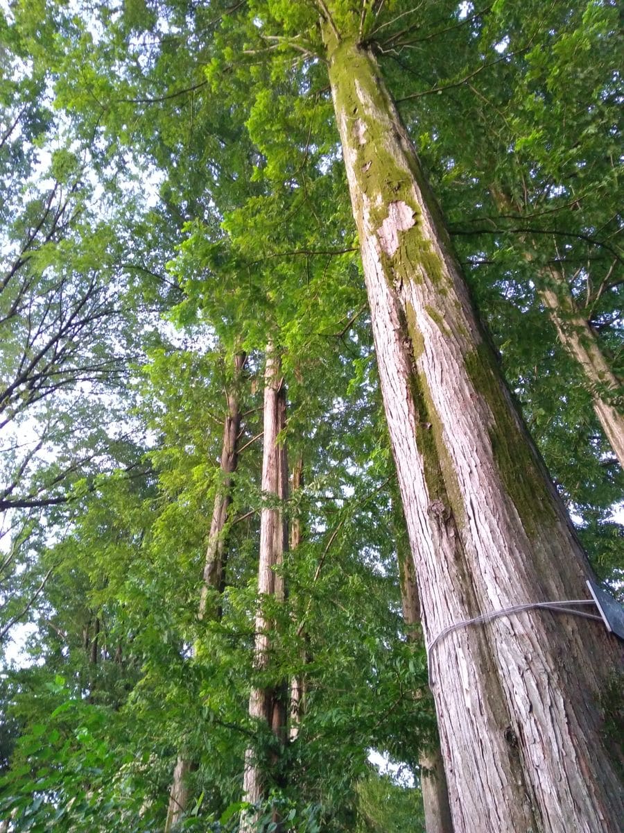 果て〜なき〜セコイアストーリー🌲🌲🌲🌲近すぎて見えなかった、、編