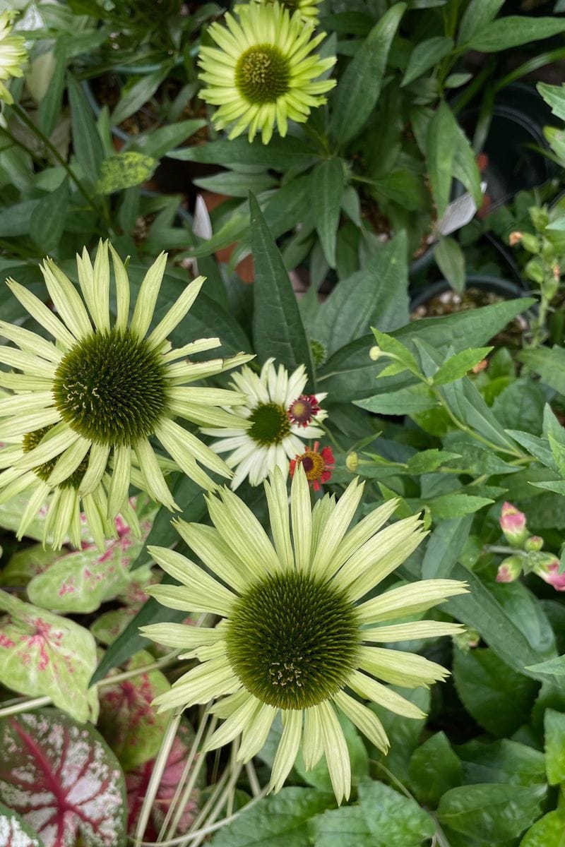 8月の小さな花♪