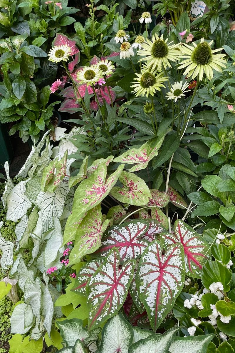 8月の小さな花♪