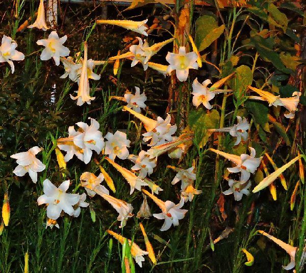 散歩道の花～高砂ユリ