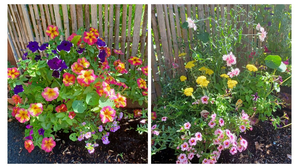 今日の庭から色々:オカヒジキ/カボチャ/草花たち