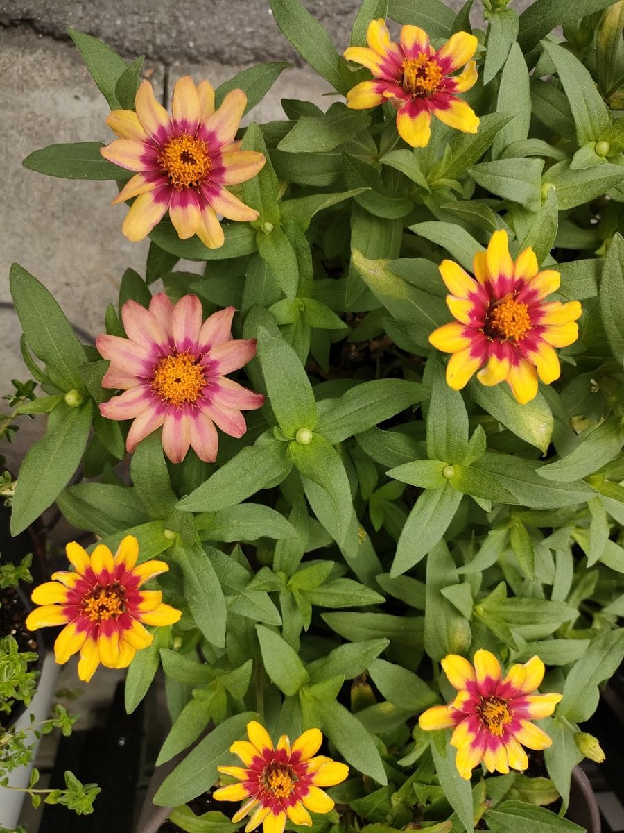 我が家の花🌼今日の様子