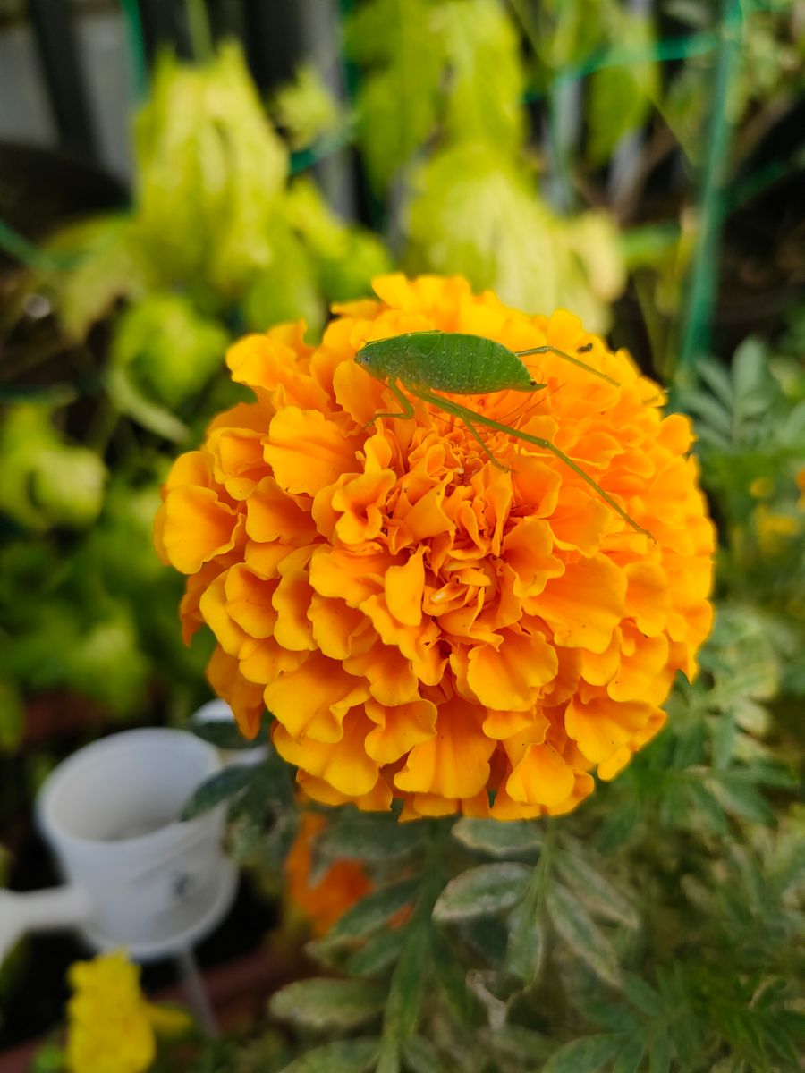 我が家の花🌼今日の様子