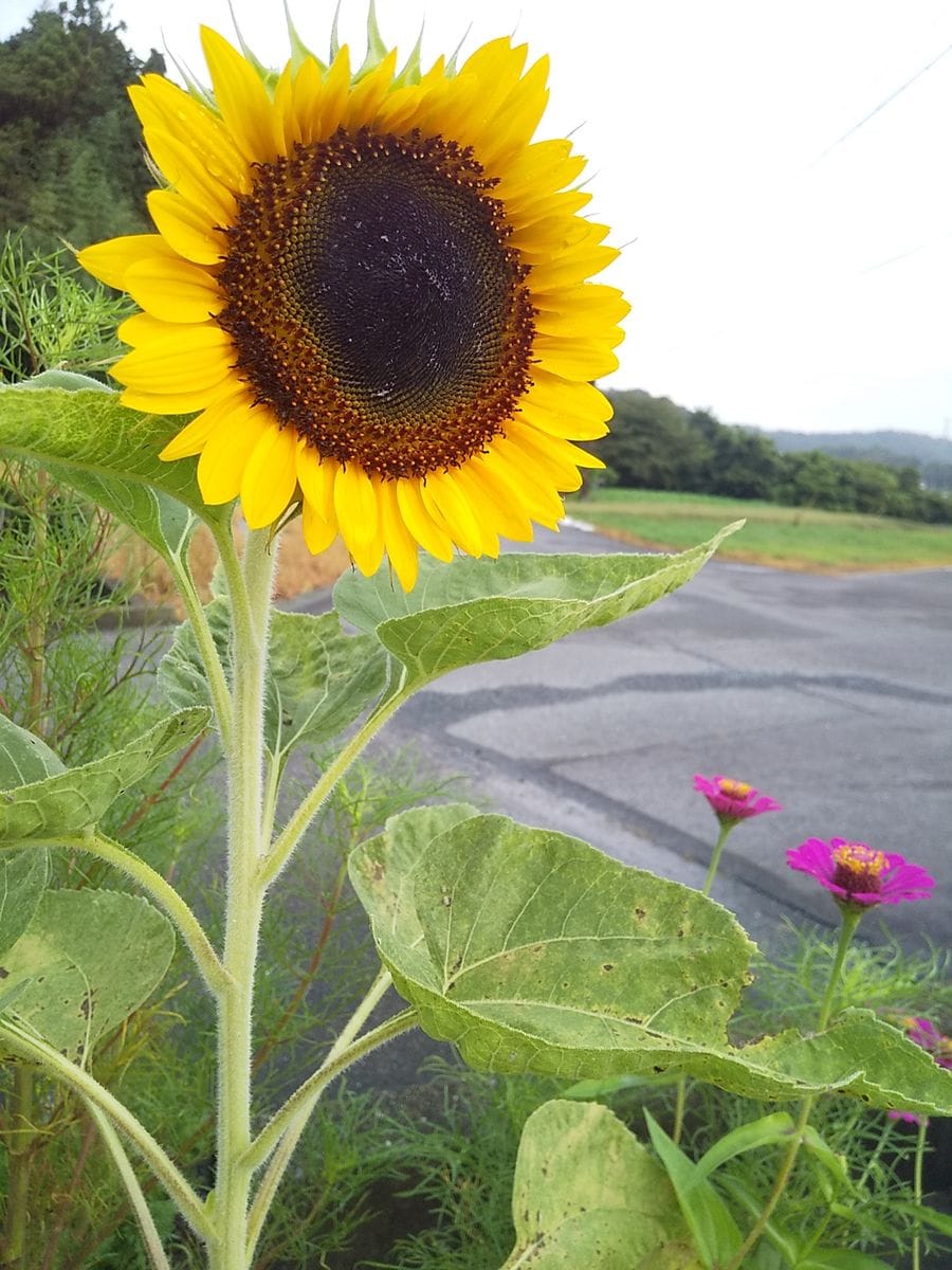 ひまわり開花🌻＆朝顔元気❗The！夏休みな感じの庭より