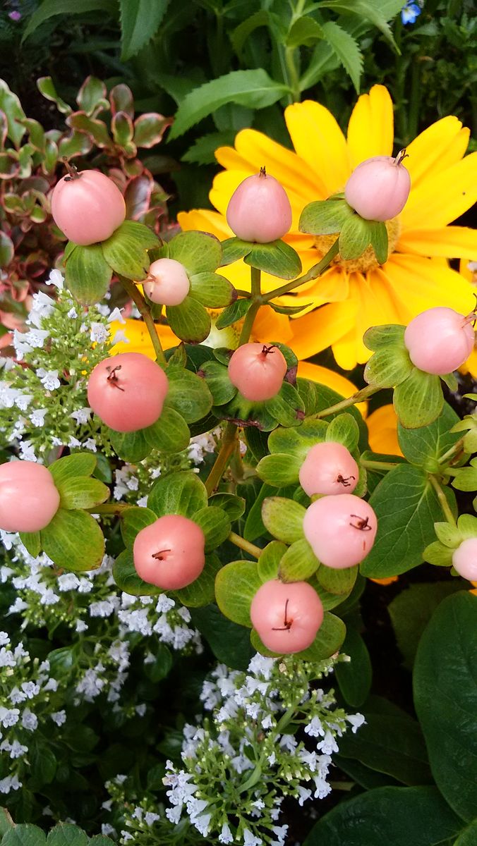 今の花壇。。。