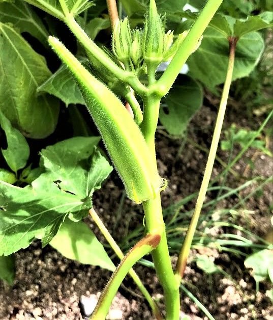 猛暑で元気なのは野菜さんばかり。