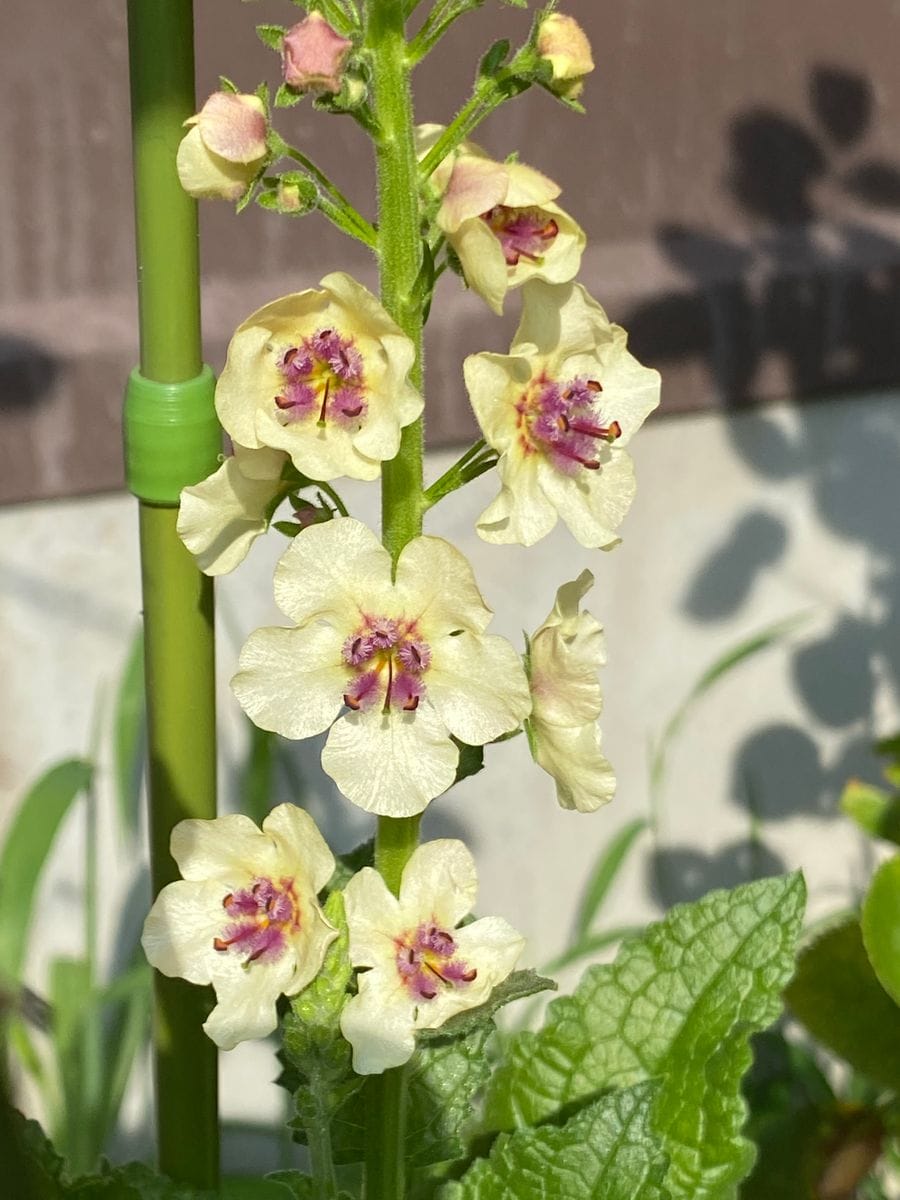 今日のお花と、バラの誘惑🌹