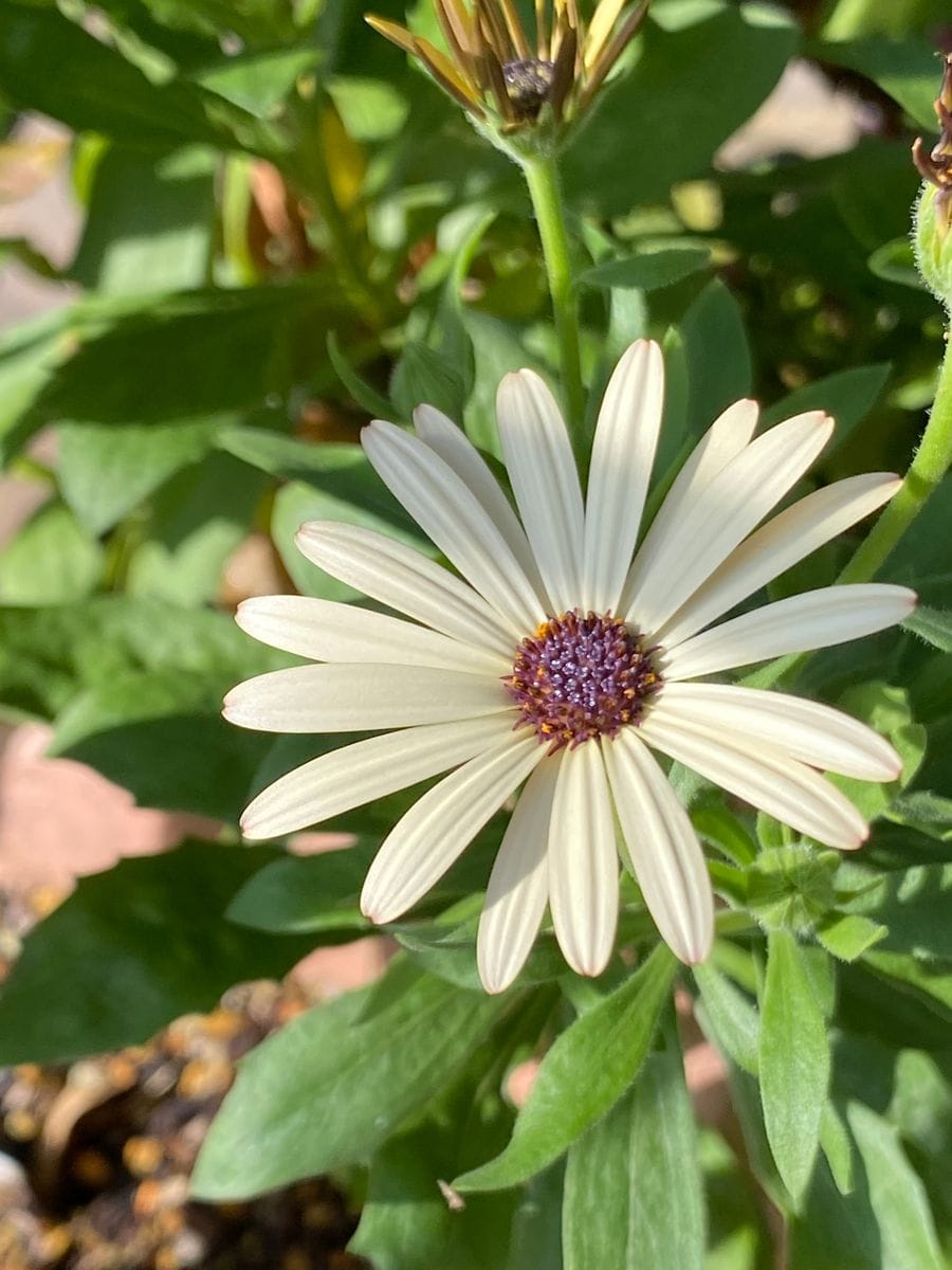 今日のお花と、バラの誘惑🌹