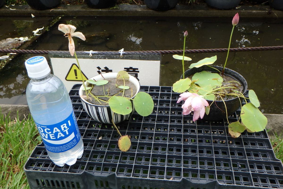 ボツ救済日記・植物園に行って来ました１４9（観蓮会編）