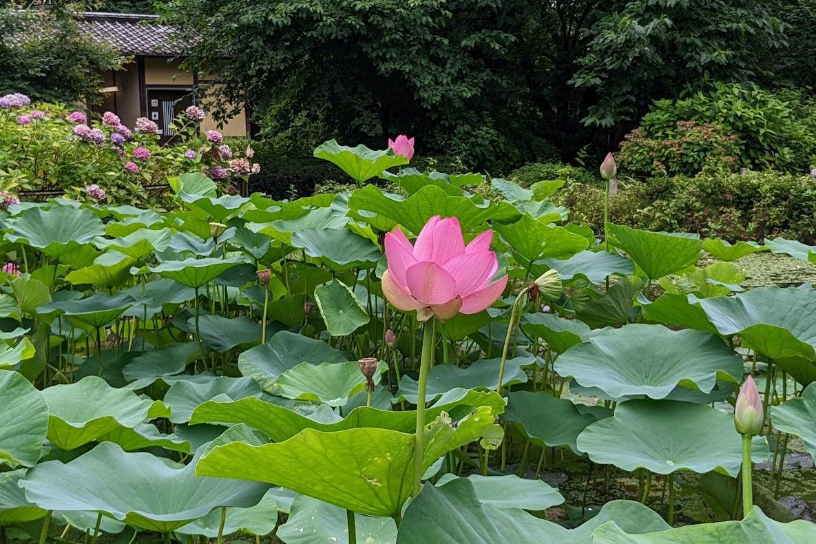 ボツ救済日記・植物園に行って来ました１４9（観蓮会編）