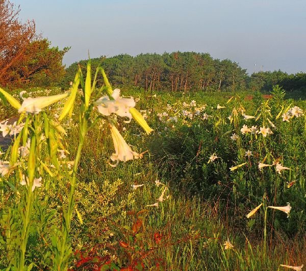 散歩道の花～高砂ユリの群生