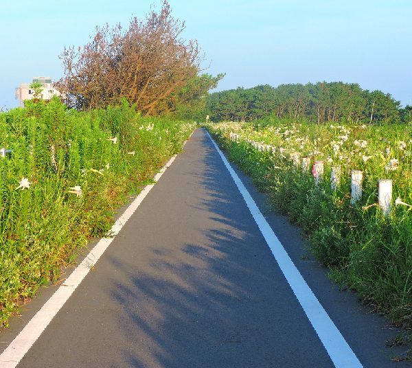 散歩道の花～高砂ユリの群生