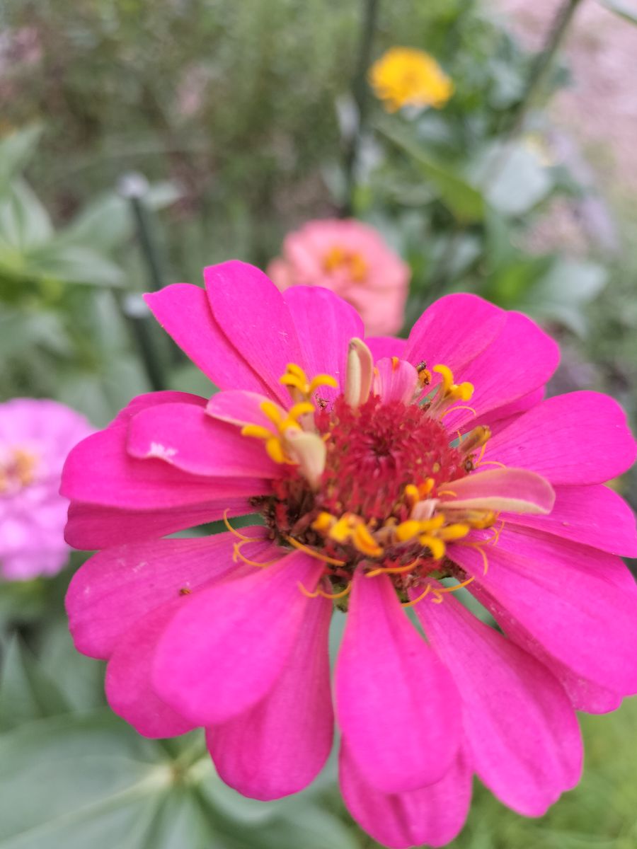 今日の花壇　　　ジニア