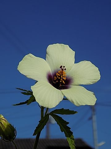 ㊗初開花🎊トリオヌム