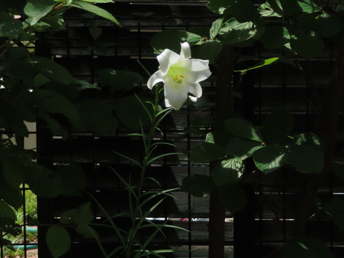 タカサゴユリの開花