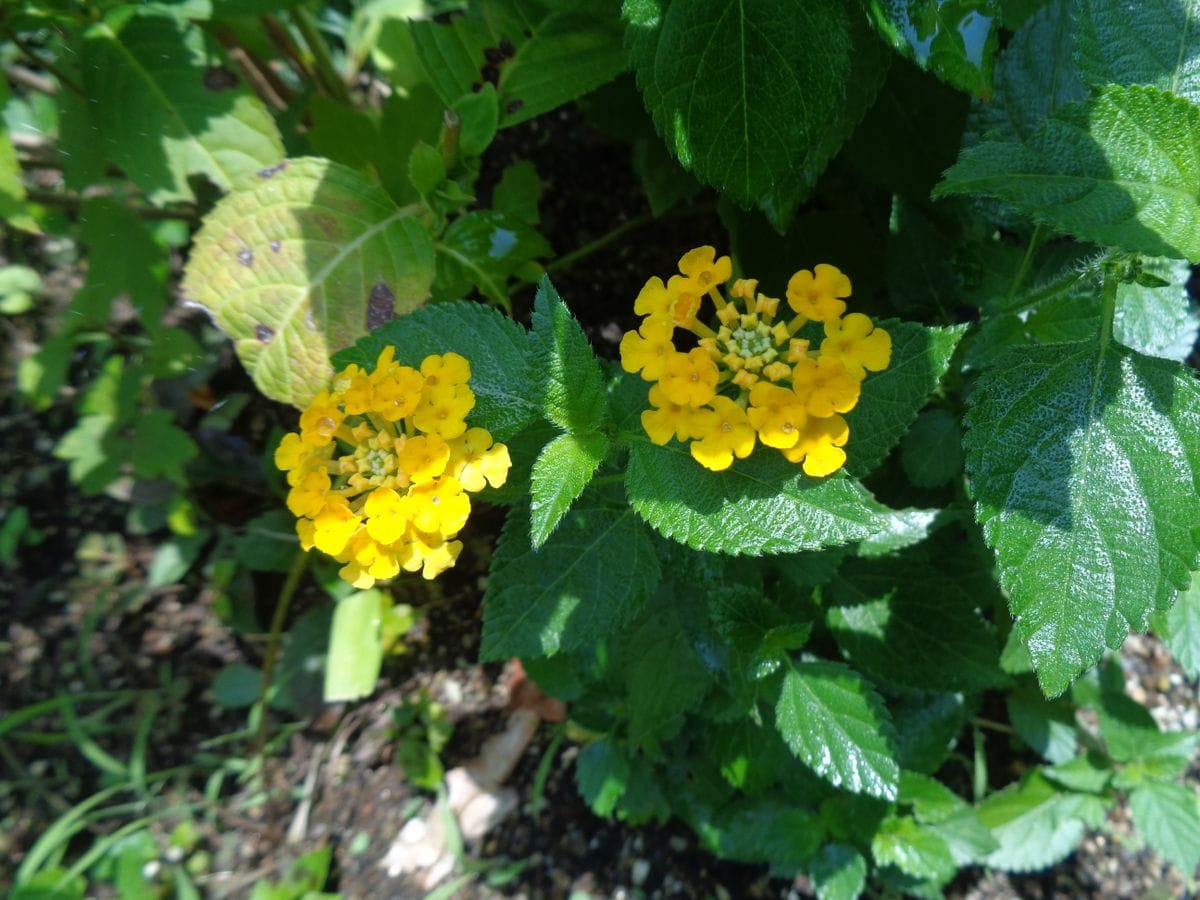 いろいろなお花たち