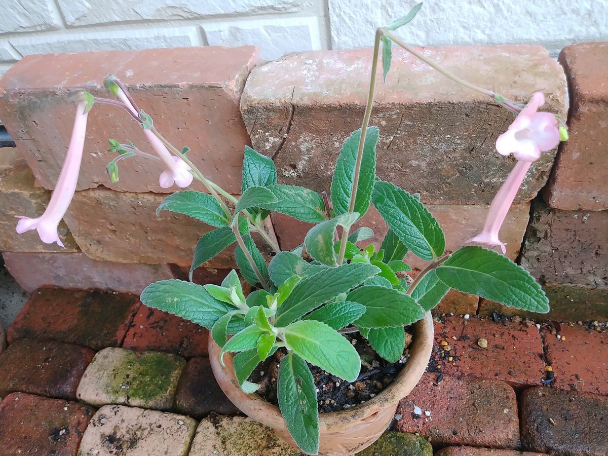 先日の花散歩、金久さんでゲットしたプランツ。