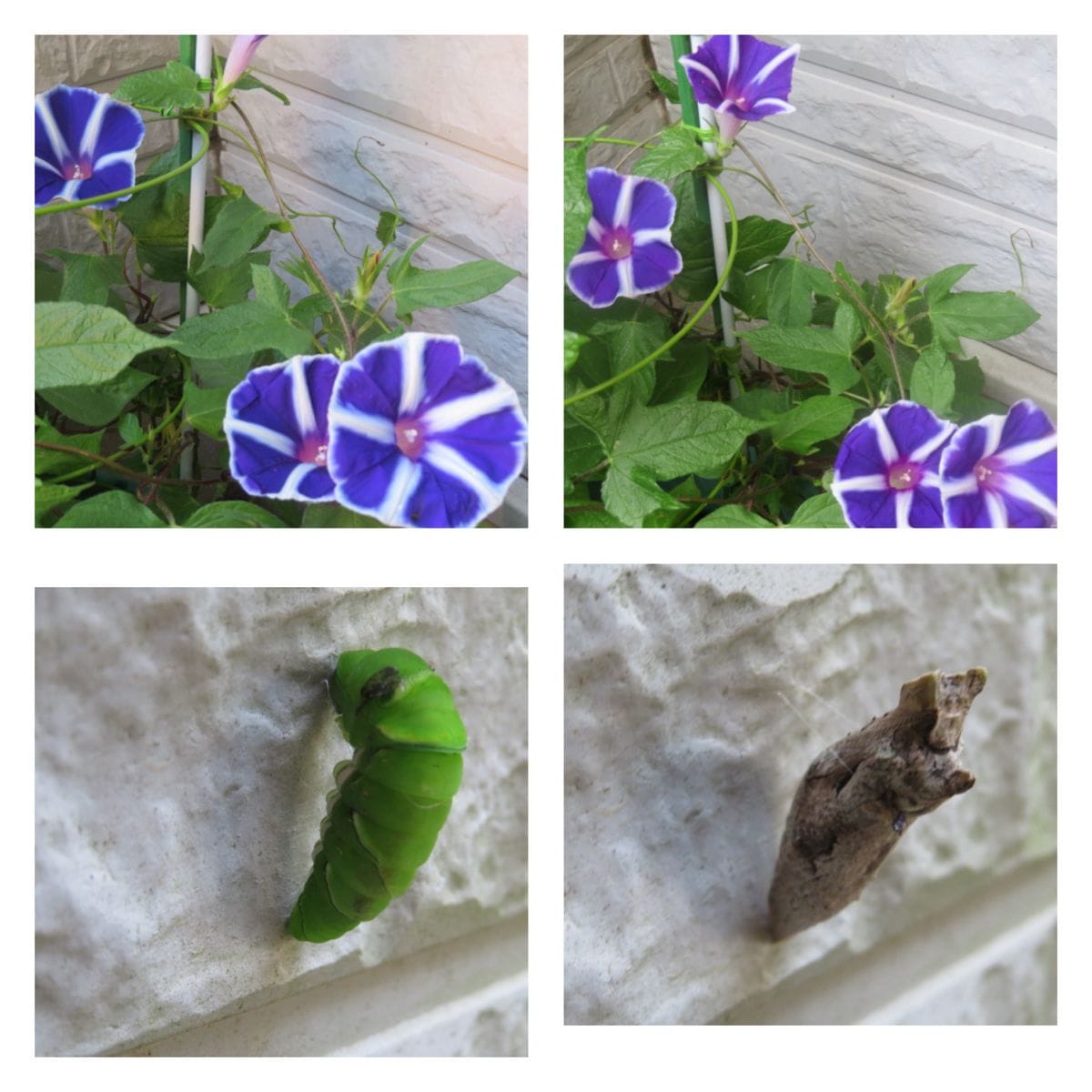 夏休みの観察日記🌱🐛と予約済み〰️。🐛の画像有