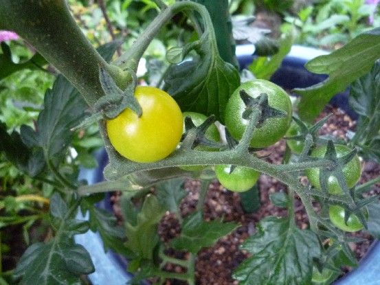 順調！鉢植えトマトと地植えトマト