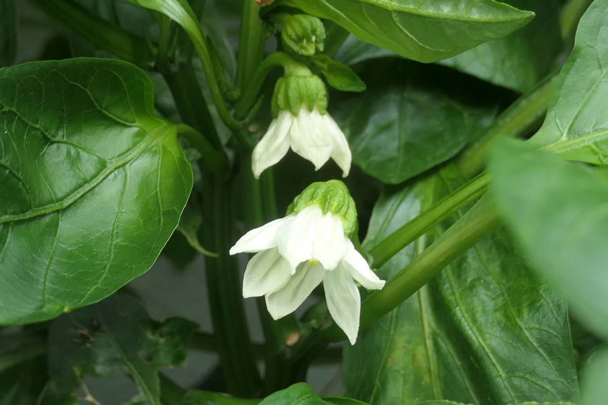 ピーマンのお花　　だと思う