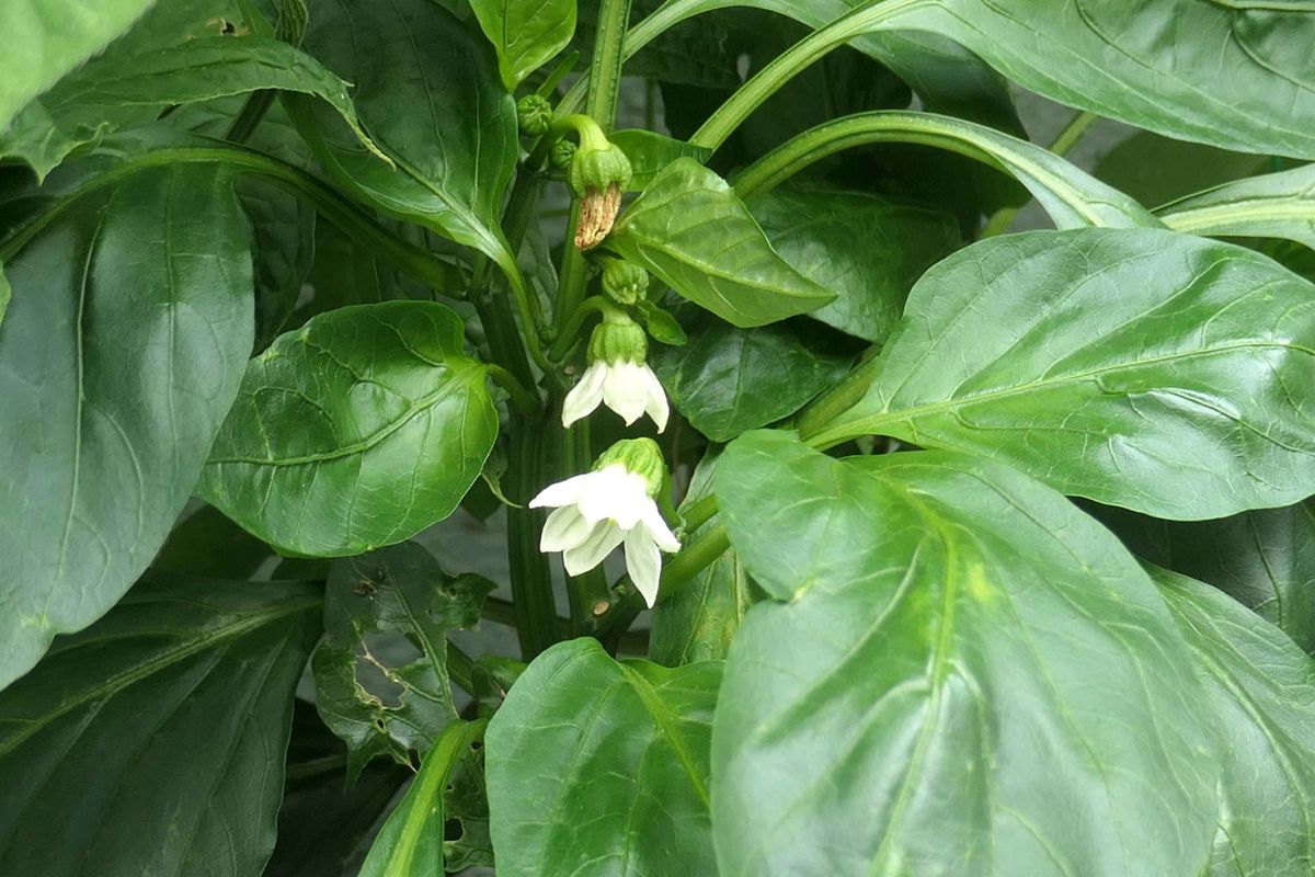 ピーマンのお花　　だと思う