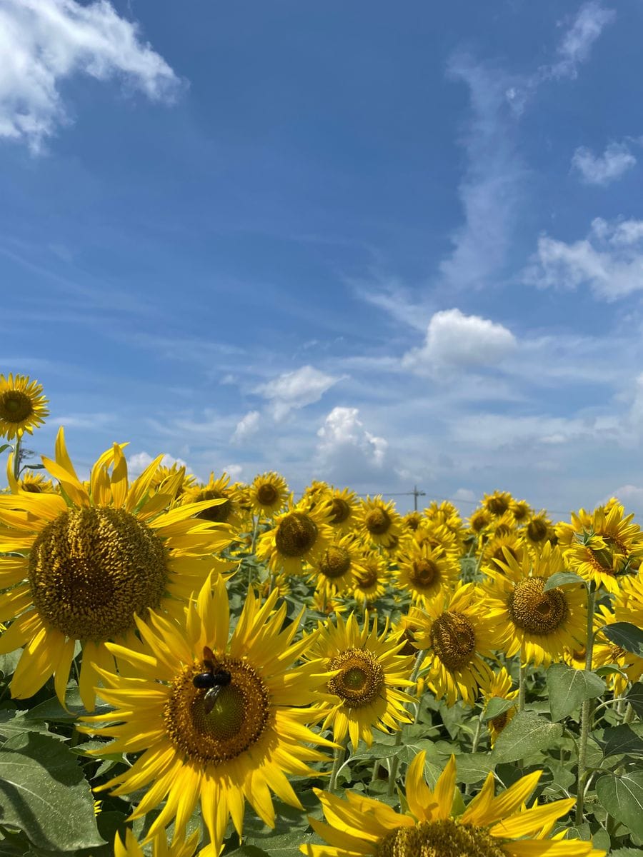 ザ！夏🌻