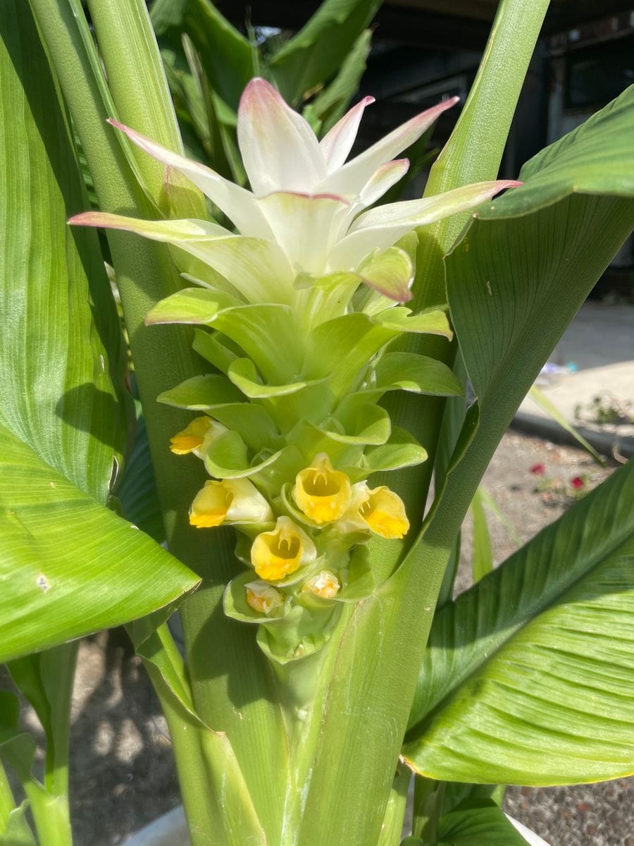 秋ウコン ターメリックの花