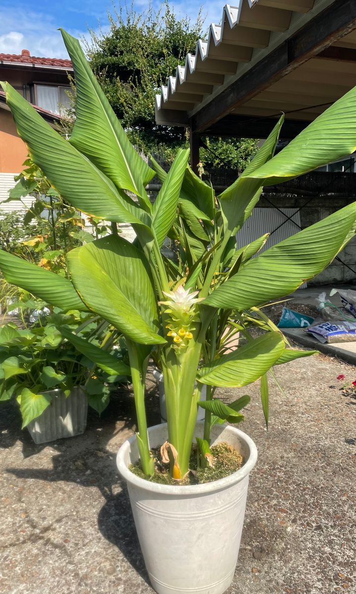 秋ウコン ターメリックの花