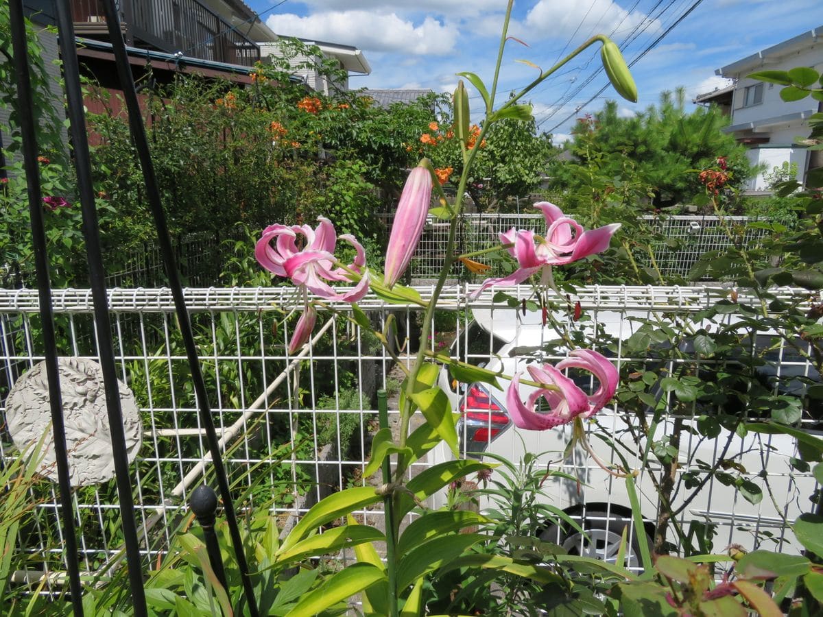 元気な花