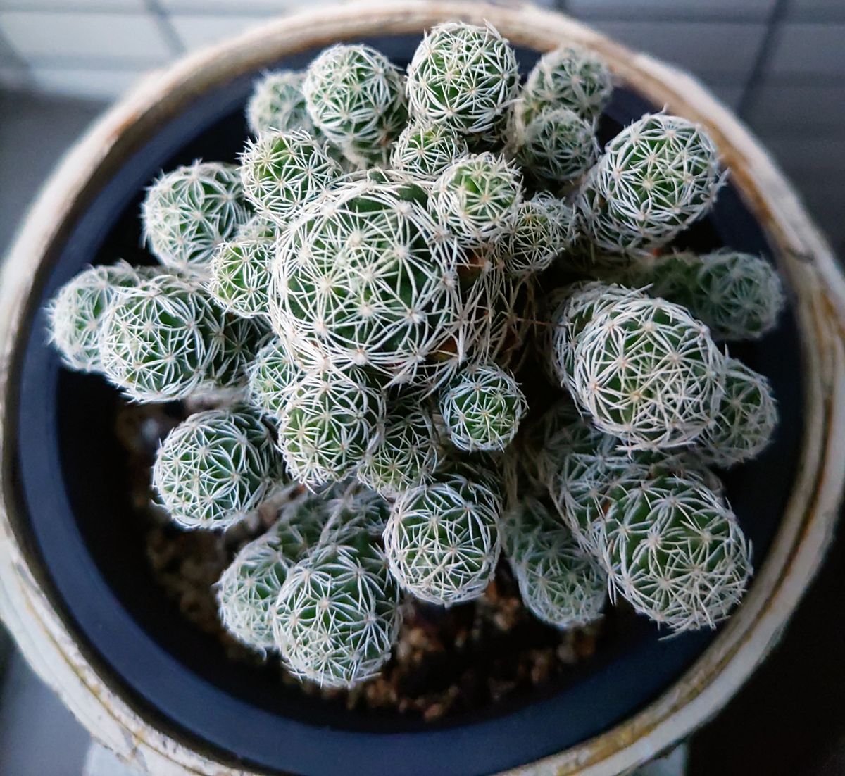 銀手鞠🌵