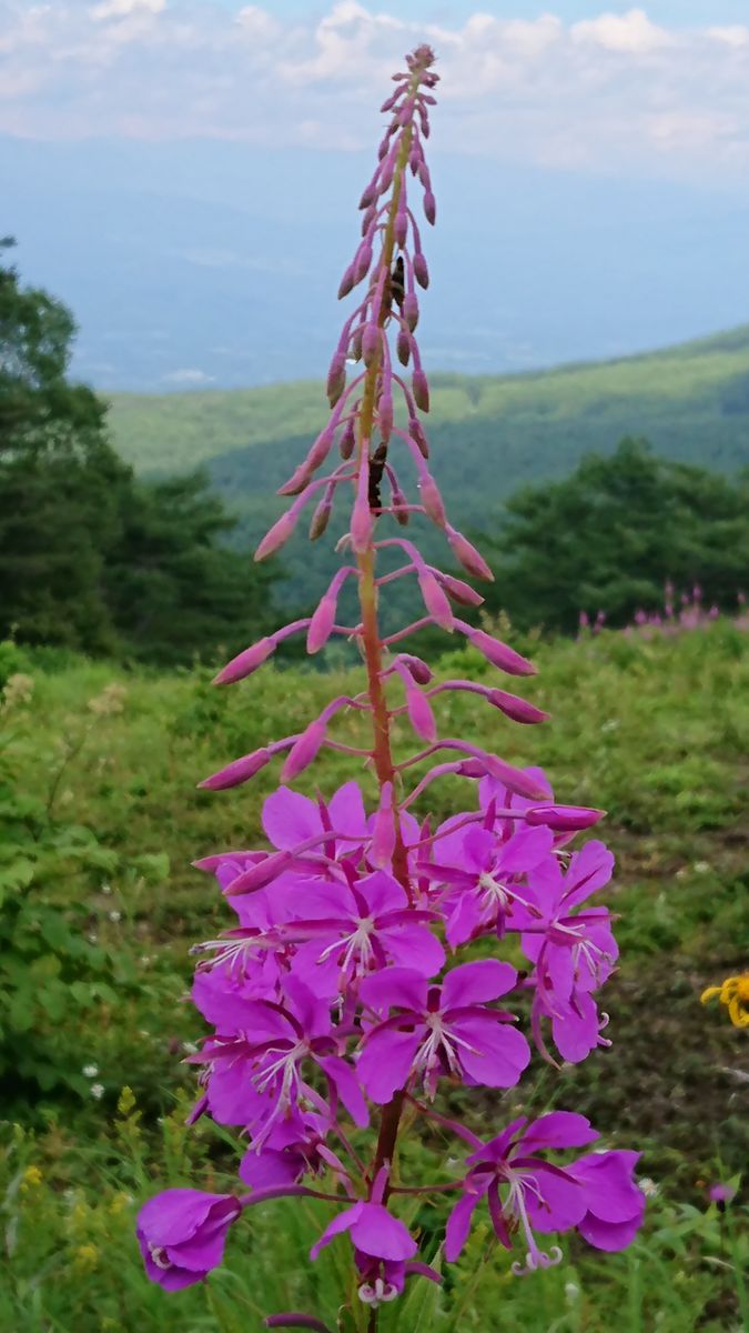 高峰高原のヤナギラン １🌸🌺