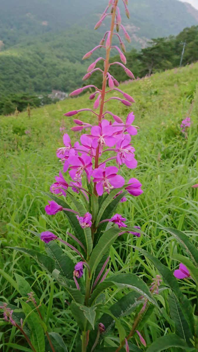 高峰高原のヤナギラン １🌸🌺