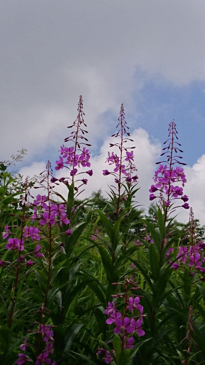 高峰高原のヤナギラン １🌸🌺