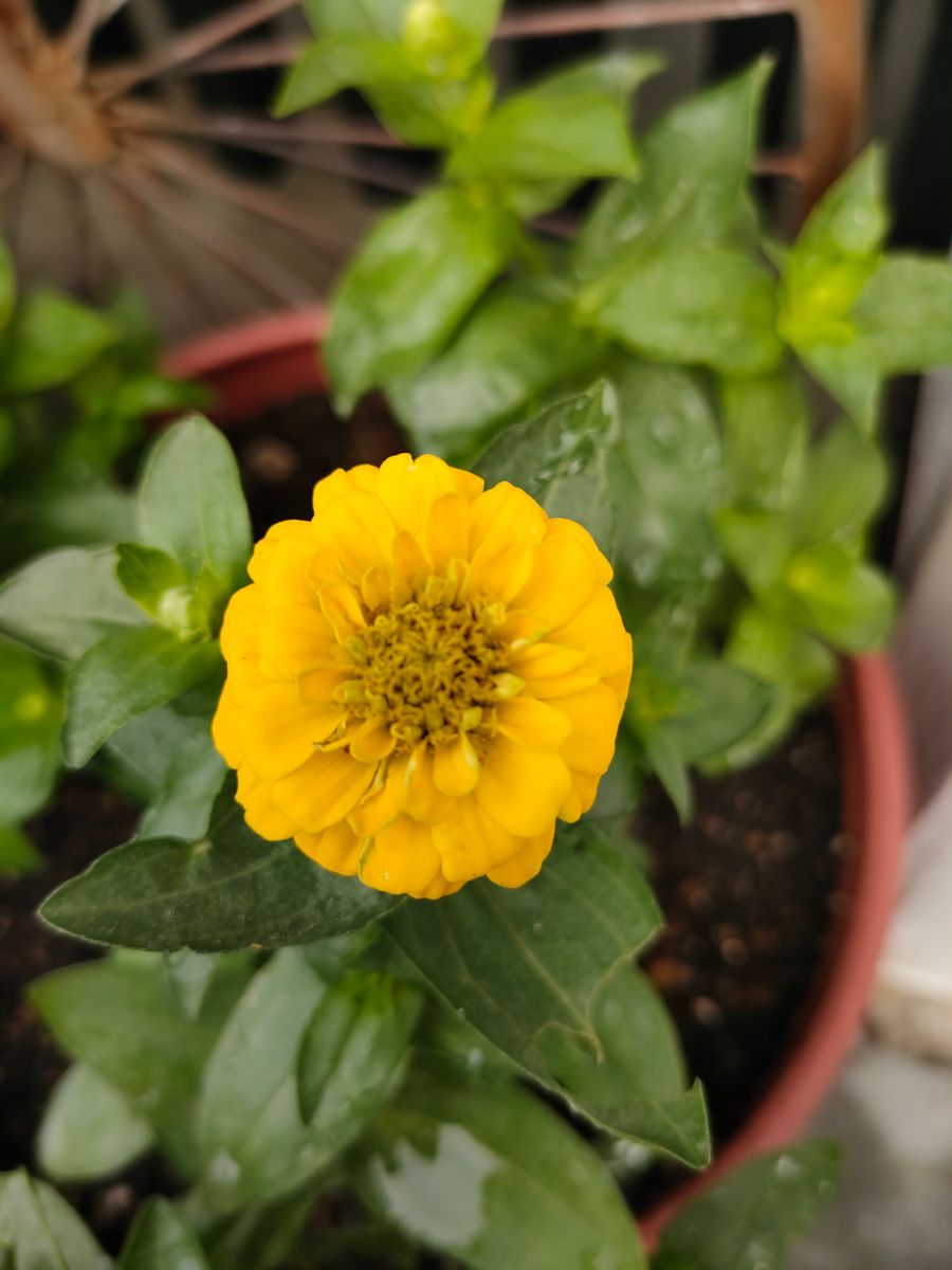 我が家の花🌼今日の様子