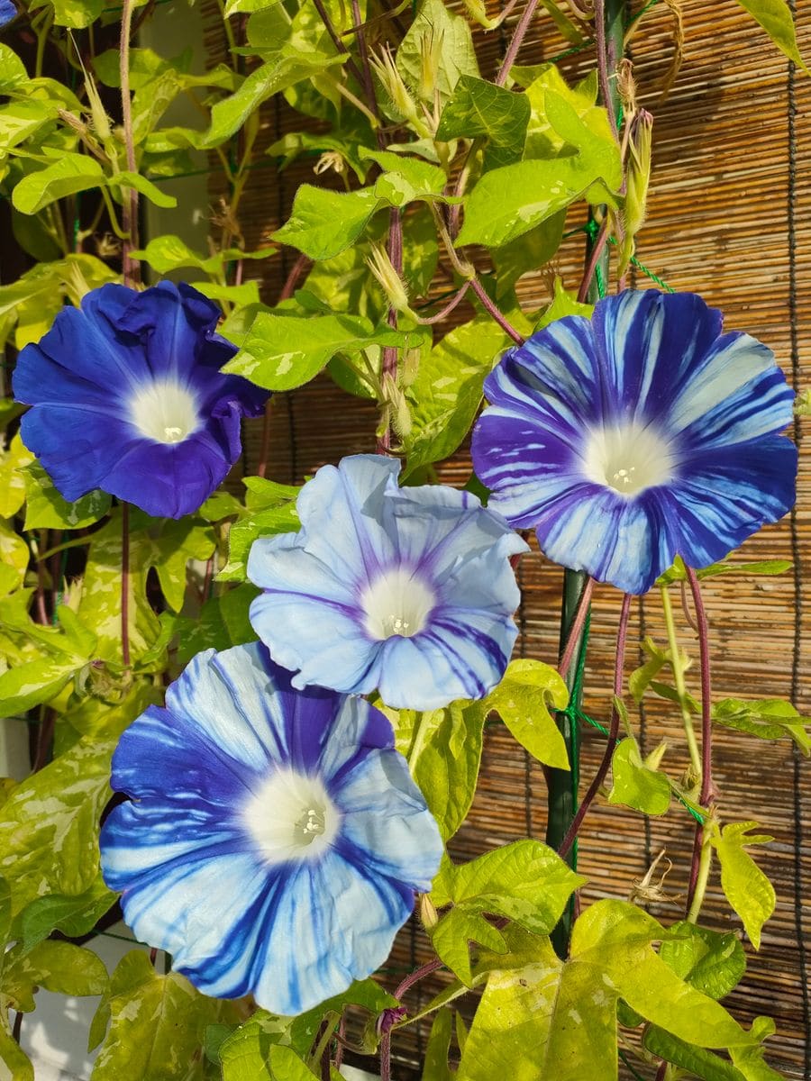 我が家の花🌼今日の様子