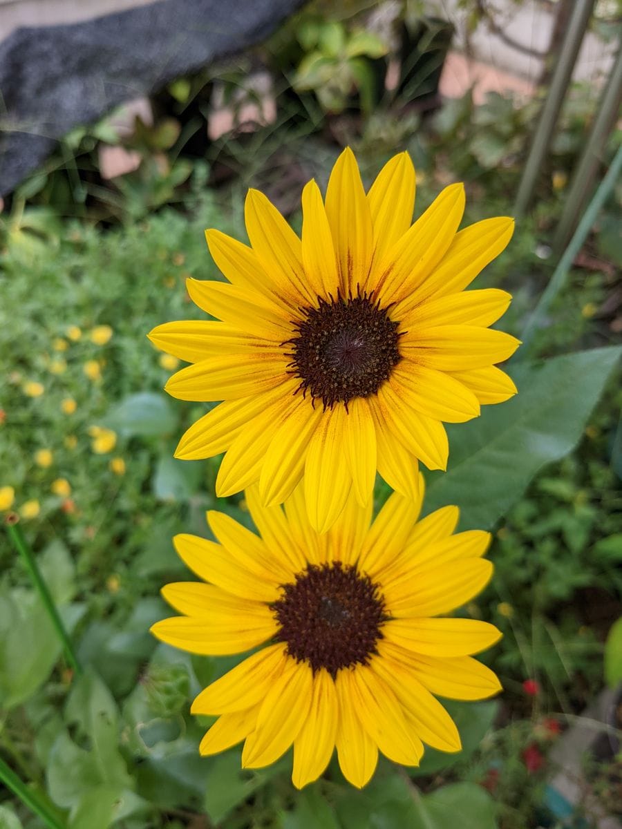 今朝の花*花②