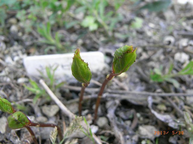 野草の芽５３