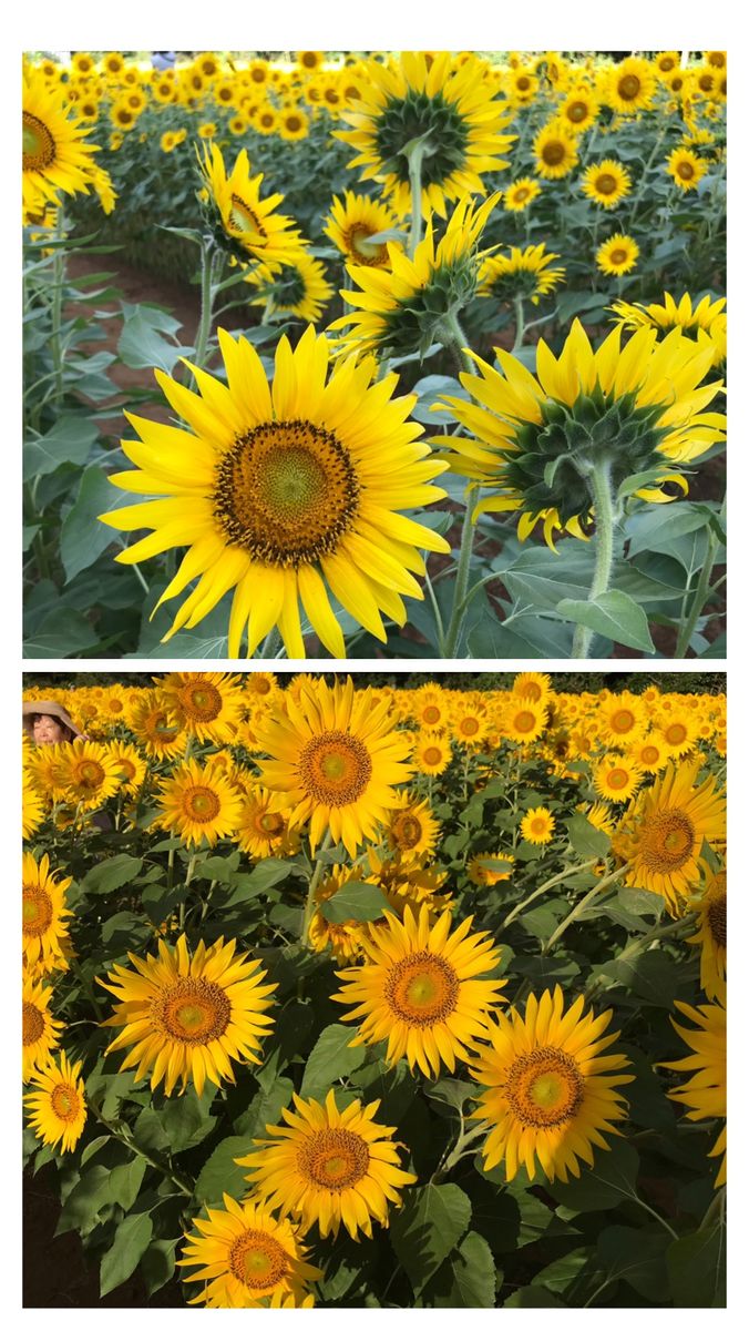 ☀️朝日と共に幸せを頂いて🌻🌻