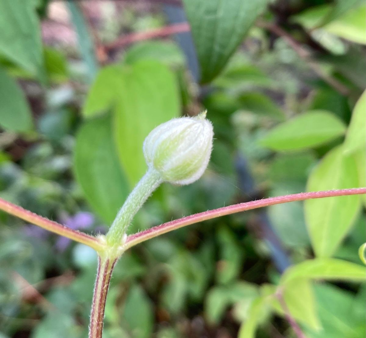 今年中に蕾がつくなんて思っていなかった！