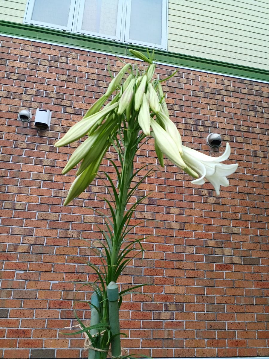 お花屋さん、ハシゴ