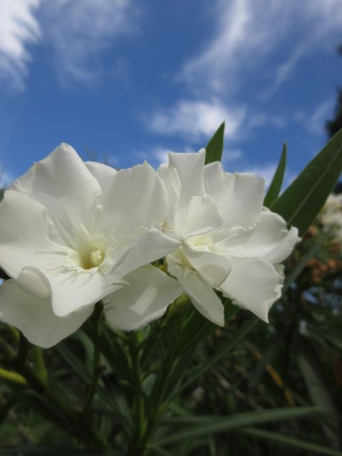 夏のお花も綺麗です…。