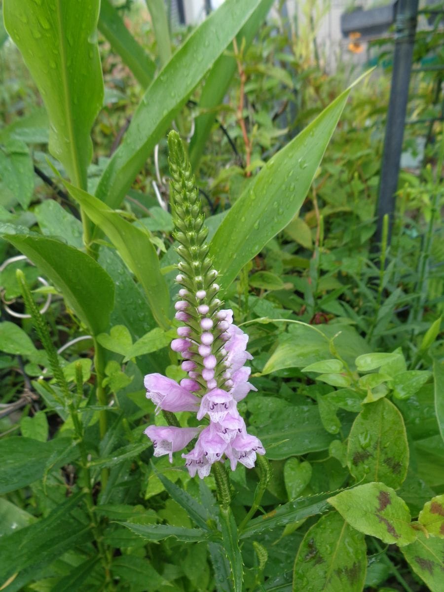 色々なお花たち