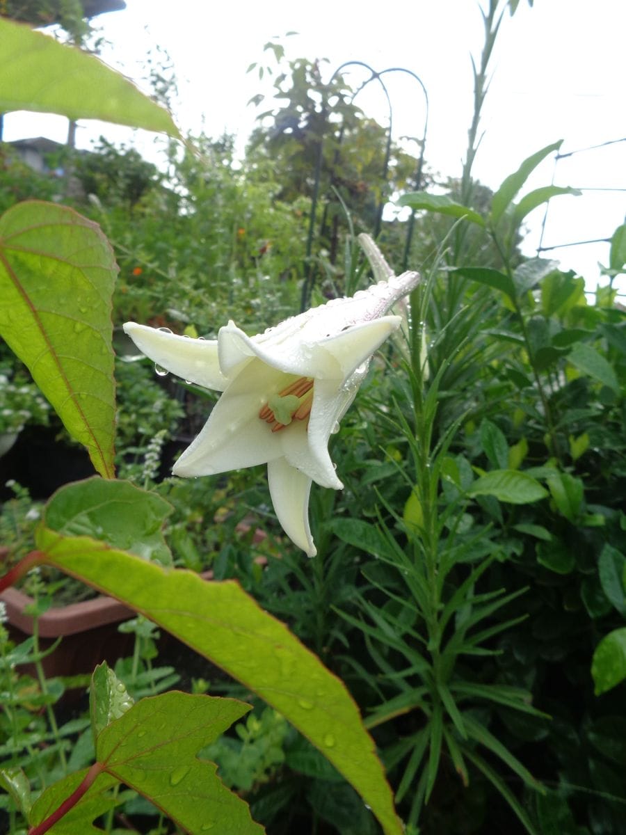 色々なお花たち