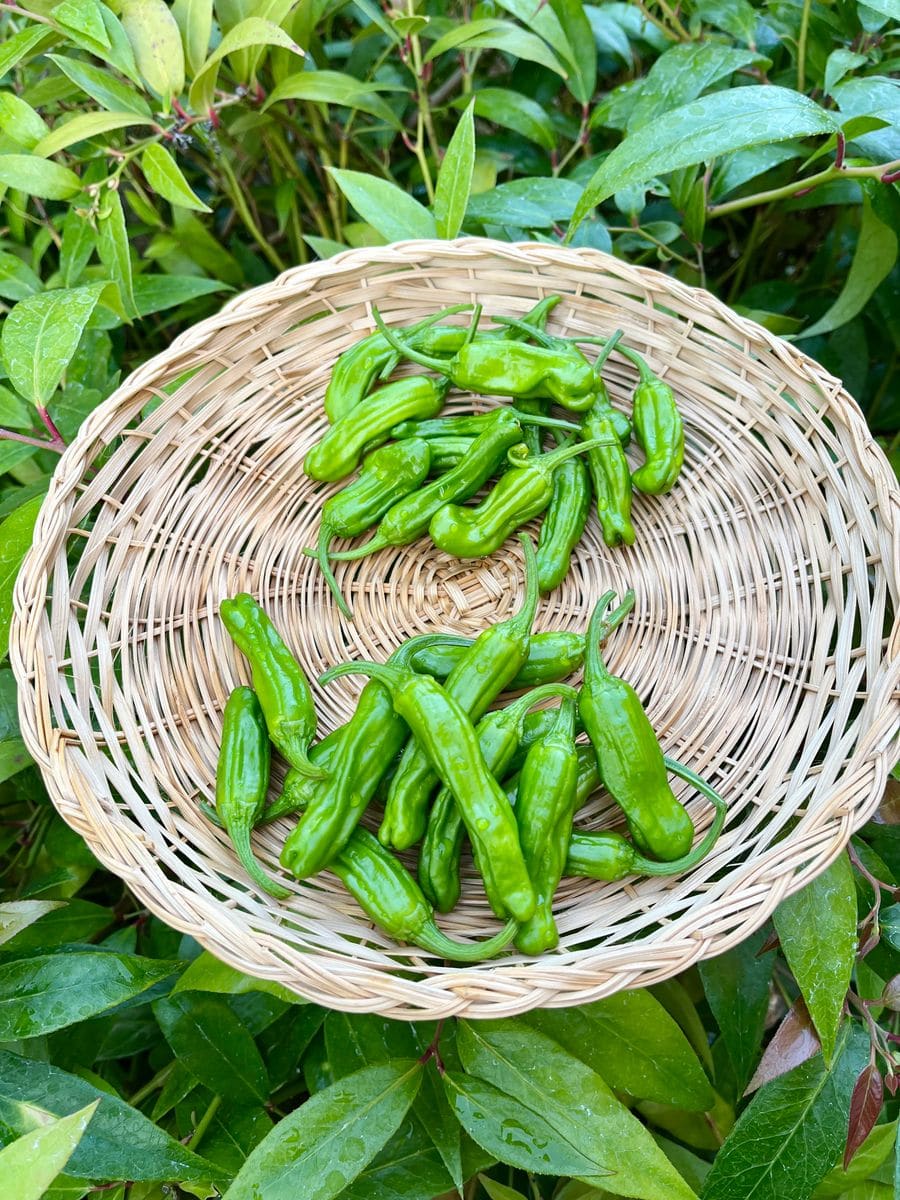 ミョウガが安定収穫できるようになりました💚