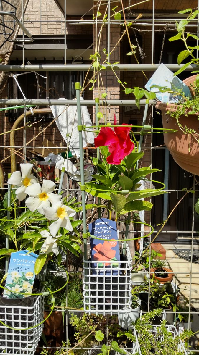 夏の花から、元気もらいましょ！