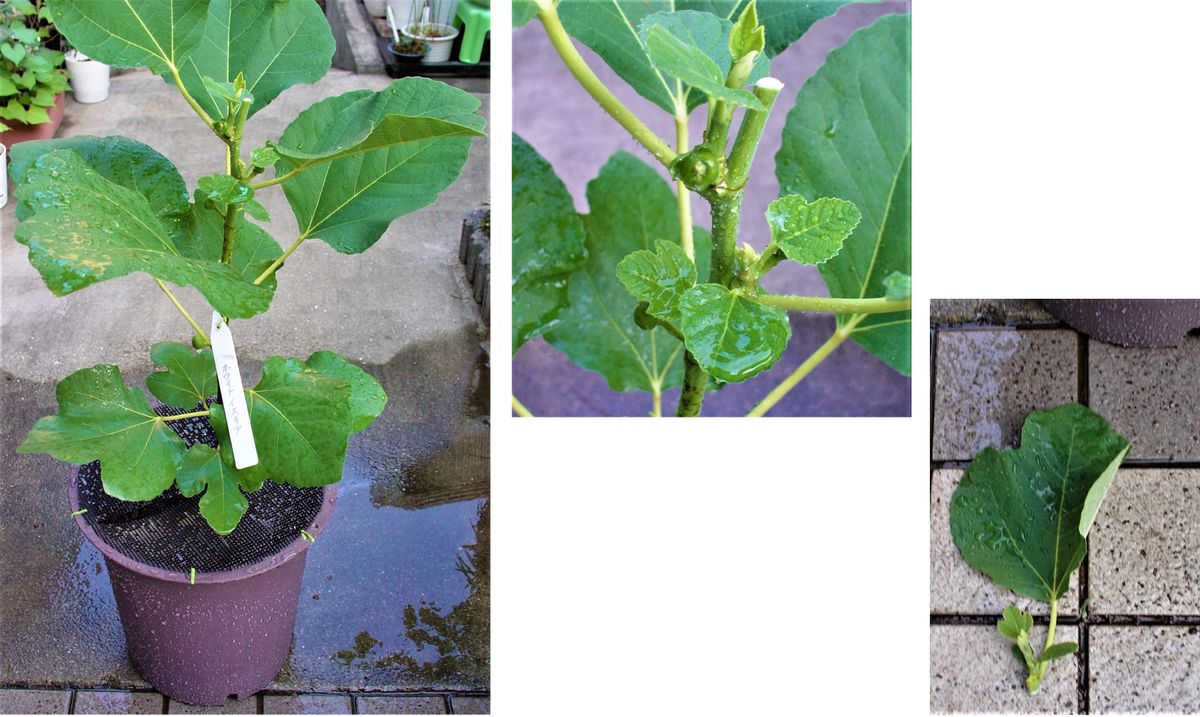 イチジク（６１）：　ホワイトイスキア＜２９＞